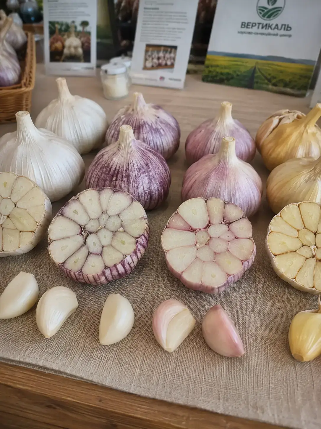 Фото: усі підвиди поруч на демонстраційному столі, частина головок розрізана